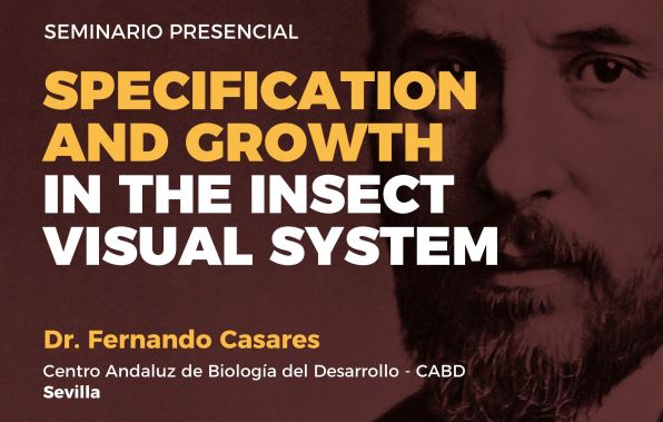 Seminario: Specification and Growth in the Insect Visual System