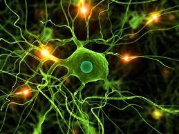 La actividad cerebral favorece la absorción de una proteína neuroprotectora presente en la sangre