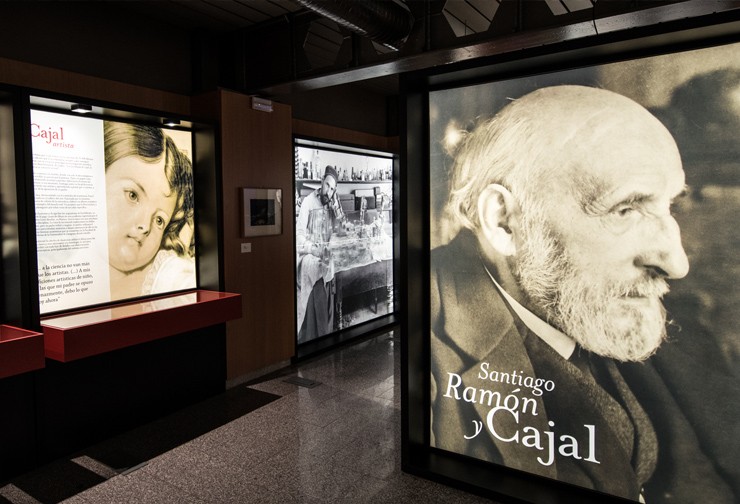 The MNCN exhibits part of the Cajal Legacy in an exhibition with twelve original scientific drawings