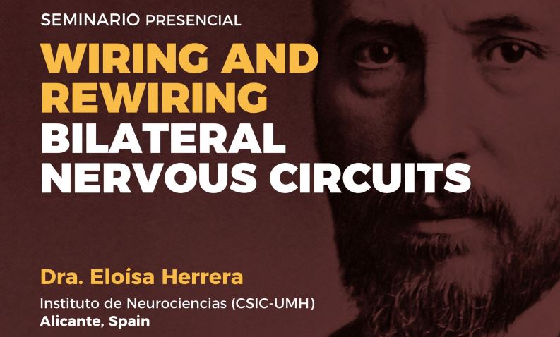 Seminar: Wiring and rewiring bilateral nervous circuits