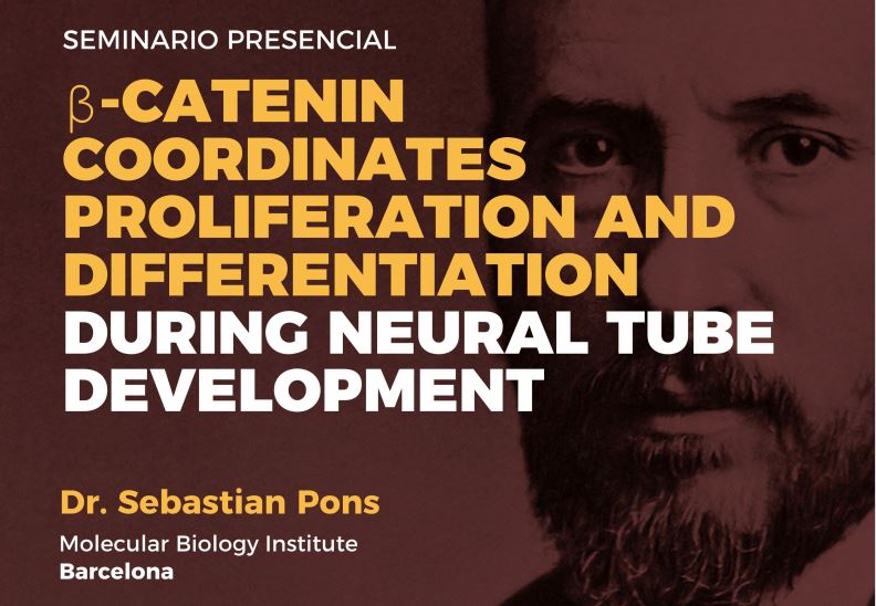 Seminario: β-catenin coordinates proliferation and differentiation during neural tube development