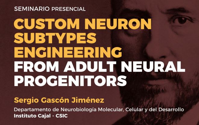 Seminar: Custom neuron subtypes engineering from adult neural progenitors