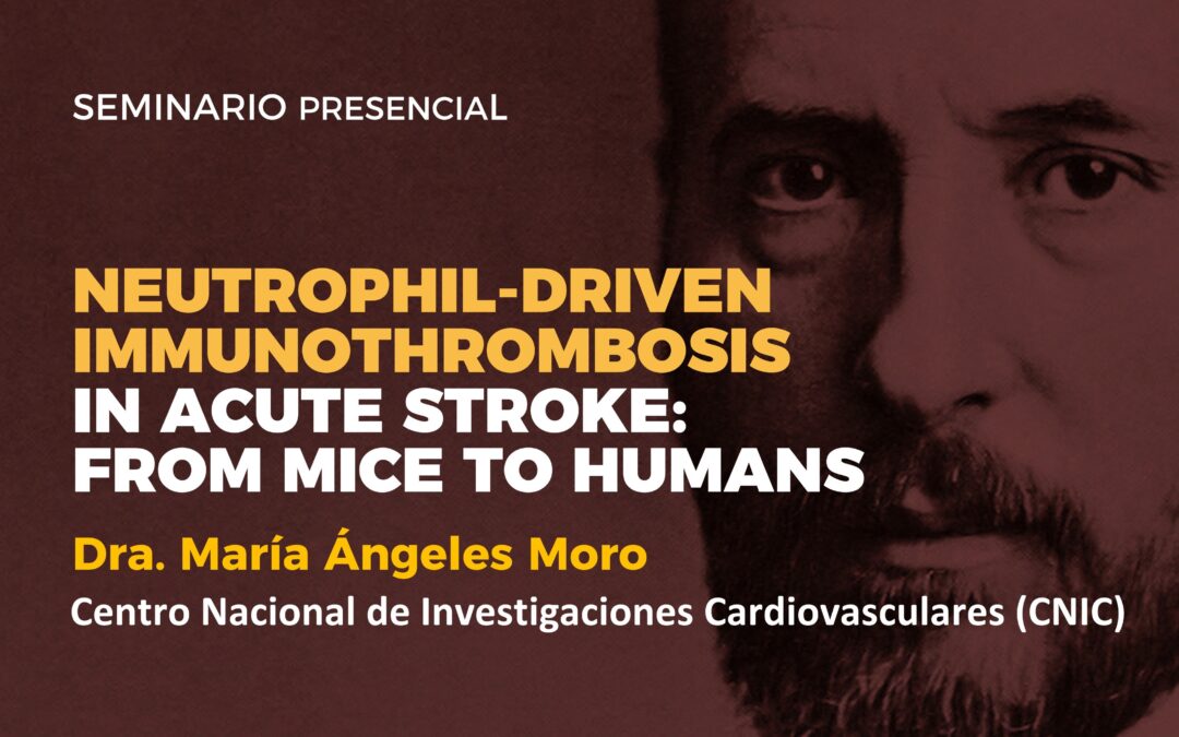 Neutrophil-driven immunothrombosis in acute stroke: from mice to humans