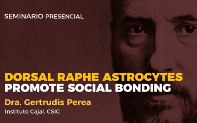 Dorsal raphe astrocytes promote social bonding